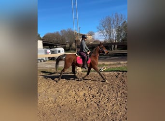 Arabian horses, Mare, 13 years, 14.1 hh, Brown