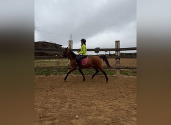 Arabian horses, Mare, 13 years, 14.1 hh, Brown