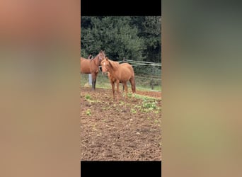 Arabian horses, Mare, 13 years, 14.1 hh, Chestnut-Red