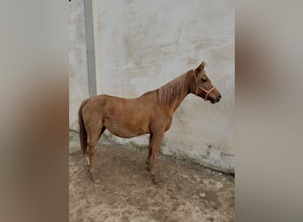 Arabian horses, Mare, 13 years, 14.1 hh, Chestnut-Red