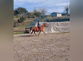 Arabian horses, Mare, 13 years, 14.1 hh, Chestnut-Red