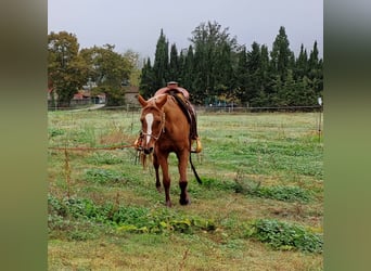 Arabian horses, Mare, 13 years, 14.2 hh, Chestnut-Red