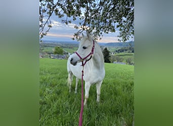 Arabian horses, Mare, 13 years, 14,2 hh, Gray-Fleabitten