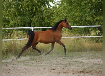 Arabian horses, Mare, 13 years, 14.3 hh, Brown