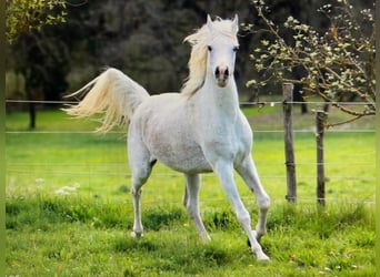 Arabian horses, Mare, 13 years, 14.3 hh, Gray-Fleabitten