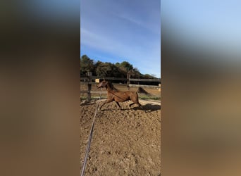 Arabian horses, Mare, 13 years, 14,1 hh, Brown