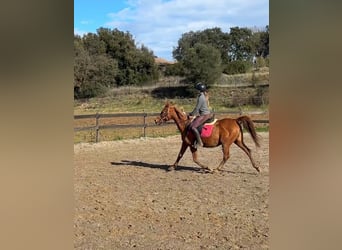 Arabian horses, Mare, 13 years, 14,1 hh, Chestnut-Red