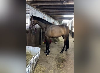 Arabian horses, Mare, 13 years, 15,1 hh, Bay-Dark