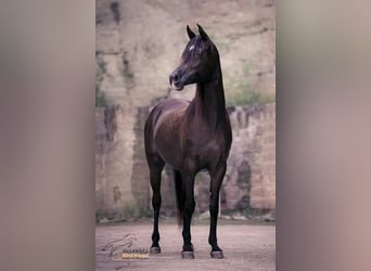 Arabian horses, Mare, 13 years, 15.1 hh, Black