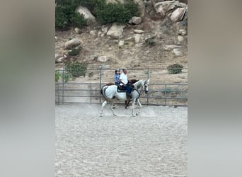 Arabian horses, Mare, 13 years, 15 hh