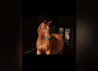 Arabian horses, Mare, 13 years, 15,1 hh, Chestnut-Red