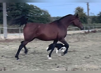 Arabian horses, Mare, 13 years, Brown