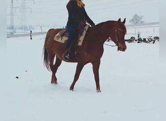 Arabian horses, Mare, 13 years, Chestnut-Red