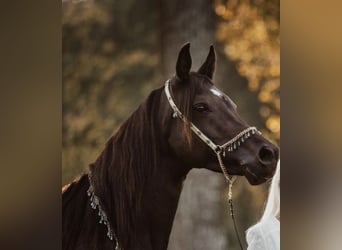 Arabian horses, Mare, 14 years, 14,2 hh, Bay-Dark