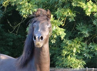 Arabian horses, Mare, 14 years, 14.2 hh, Black
