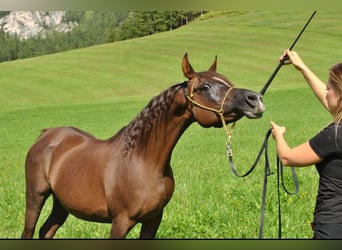 Arabian horses, Mare, 14 years, 14,2 hh, Chestnut