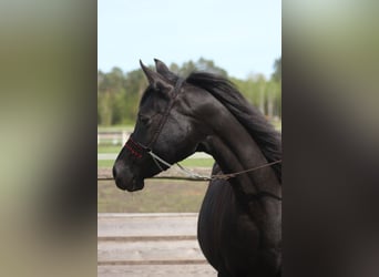 Arabian horses, Mare, 14 years, 15.1 hh, Black