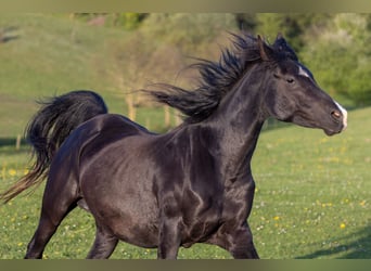 Arabian horses, Mare, 14 years, 15,1 hh, Black