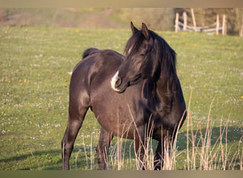 Arabian horses, Mare, 14 years, 15,1 hh, Black