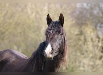 Arabian horses, Mare, 14 years, 15,1 hh, Black