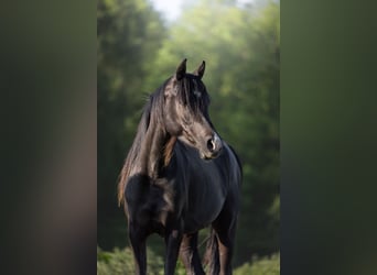 Arabian horses, Mare, 14 years, 15,1 hh, Black