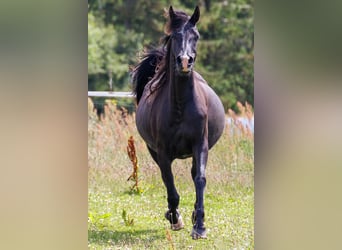 Arabian horses, Mare, 14 years, 15,1 hh, Black