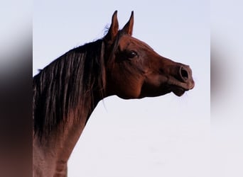 Arabian horses, Mare, 14 years, 15 hh, Smoky-Black