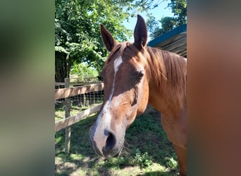 Arabian horses, Mare, 14 years, Chestnut-Red