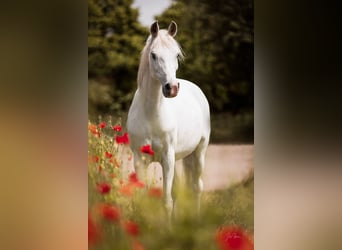 Arabian horses, Mare, 15 years, 14.2 hh, Gray