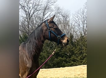Arabian horses, Mare, 15 years, 14 hh, Bay