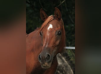 Arabian horses, Mare, 15 years, 14,2 hh, Chestnut-Red