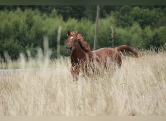 Arabian horses, Mare, 15 years, 14,2 hh, Chestnut-Red