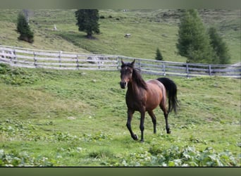 Arabian horses, Mare, 15 years, 14,3 hh, Brown