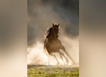Arabian horses, Mare, 15 years, 14,3 hh, Brown