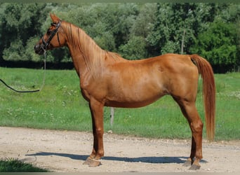 Arabian horses, Mare, 15 years, 15.1 hh, Chestnut