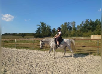 Vollblutaraber, Stute, 15 Jahre, 15,1 hh, White