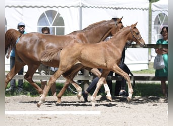 Arabian horses, Mare, 15 years, 15.2 hh, Chestnut-Red