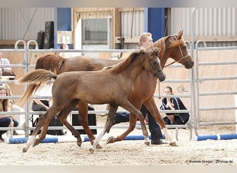 Arabian horses, Mare, 15 years, 15.2 hh, Chestnut-Red