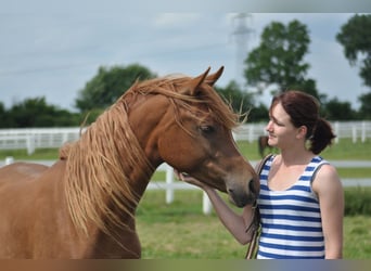 Arabian horses, Mare, 15 years, 15.2 hh, Chestnut-Red