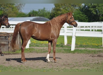 Arabian horses, Mare, 15 years, 15.2 hh, Chestnut-Red