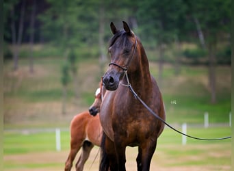 Arabian horses, Mare, 15 years, 15 hh, Bay
