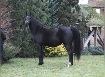 Arabian horses, Mare, 15 years, 15 hh, Black