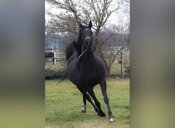 Arabian horses, Mare, 15 years, 15 hh, Black