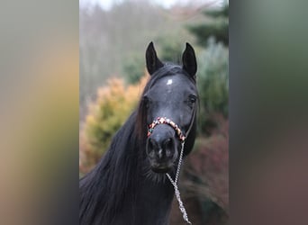 Arabian horses, Mare, 15 years, 15 hh, Black