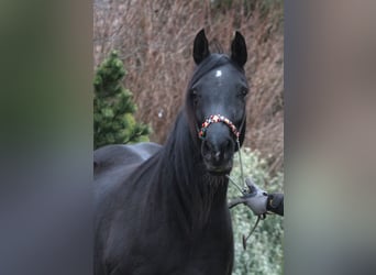 Arabian horses, Mare, 15 years, 15 hh, Black