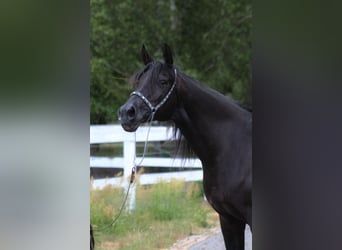 Arabian horses, Mare, 15 years, 15 hh, Black