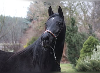 Arabian horses, Mare, 15 years, 15 hh, Black