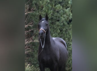 Arabian horses, Mare, 15 years, 15 hh, Black