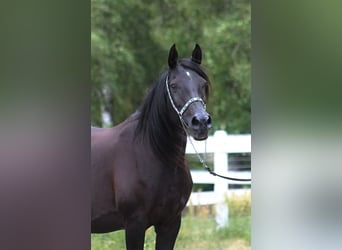Arabian horses, Mare, 15 years, 15 hh, Black