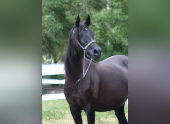 Arabian horses, Mare, 15 years, 15 hh, Black